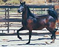 easy-to-work-with-morgan-horse