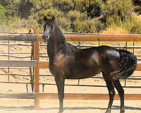 fillys-morgan-horse