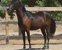 good-with-farrier-morgan-horse