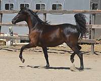 great-personality-morgan-horse