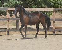 personality-morgan-horse