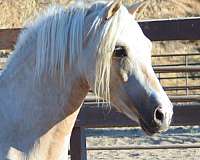 beautiful-palomino-morgan-horse