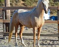 frost-morgan-horse