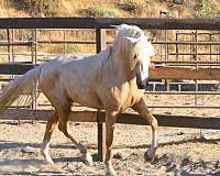 futurity-morgan-horse