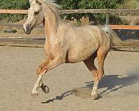 gold-morgan-horse