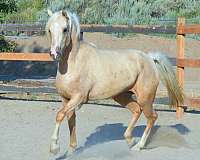 golden-morgan-horse