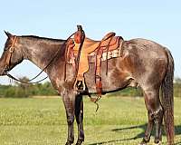 cowboy-mounted-shooting-quarter-horse