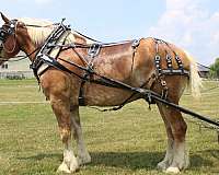 sorrel-white-strip-mane-tail-horse