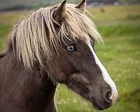 bay-filly-icelandic-horse