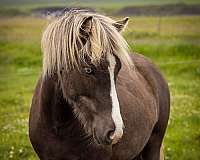 beautiful-bay-icelandic-horse