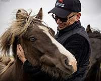 blaze-icelandic-horse