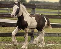 blackwhite-tobiano-horse