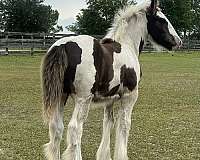 tobiano-blackwhite-horse