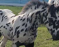 trained-friesian-horse