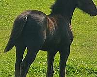 dressage-mare-stallion