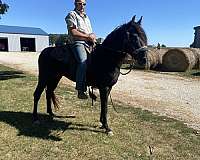 none-horse
