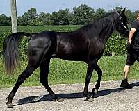 homozygous-for-black-tennessee-walking-horse