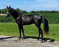 moonlight-tennessee-walking-horse