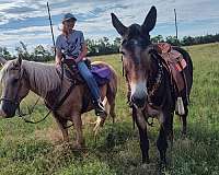 trail-riding-mule