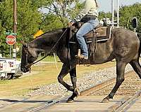 racehorse-quarter-horse