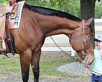 big-gelding-appaloosa-horse
