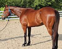 152-horse