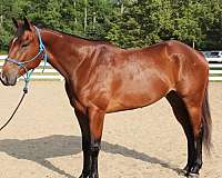 5-year-old-quarter-horse