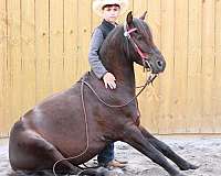 western-riding-pony