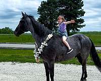 novice-rider-tennessee-walking-horse