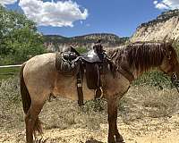 tennessee-walking-horse-rocky-mountain