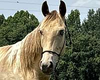 palomino-sshbea-horse