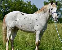 liver-chestnut-appaloosa-horse