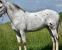 trail-appaloosa-horse
