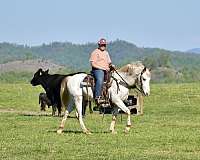 rodeo-appaloosa-horse