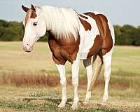 see-picture-horse