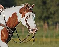 natural-horsemanship-training-paint-horse