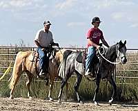 endurance-horse-mare