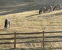 arabian-horse