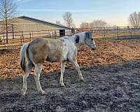 t-colt