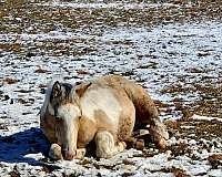 cmsa-paint-horse