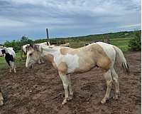 dunskin-overo-paint-horse