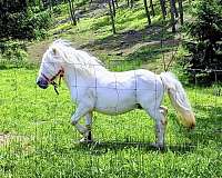 amha-amhr-andalusian-stallion