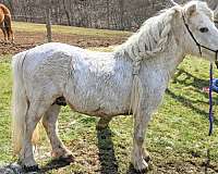 breeding-andalusian-horse