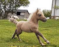 stallion-appaloosa-horse