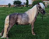 stallion-miniature-horse