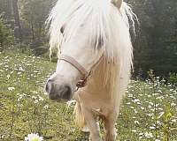 triple-registered-andalusian-horse