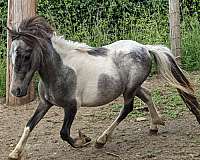triple-registered-appaloosa-horse