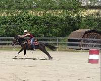 barrel-racing-quarab-horse