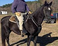 trained-spotted-tennessee-walking-horse