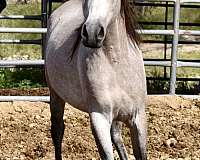 egyptian-sired-arabian-horse